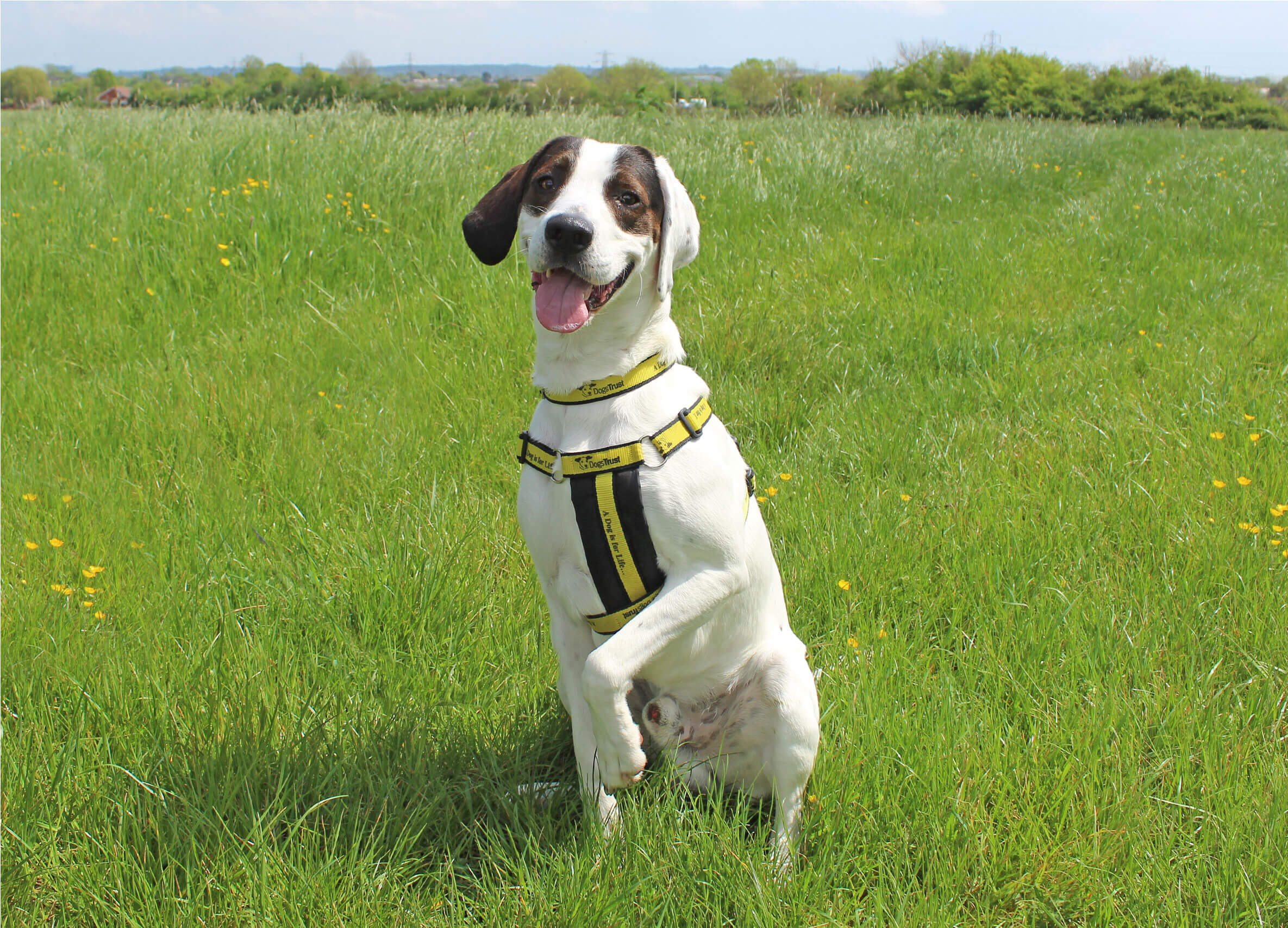 Dogs shop trust harness